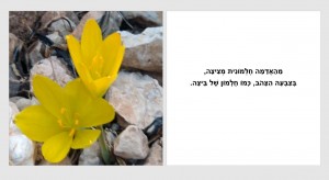 דף מתוך הספר