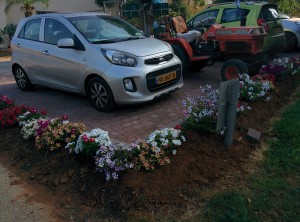 פרחים ליד חניה, צילם יוסי כפרי (1)