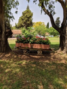 פריחה ליד חדר האוכל