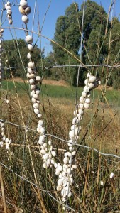 שבלולי קיץ אלדד ורדי 2019