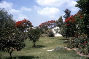 Givat-Aslide_414 עצים, צאלונים, הדשא מתחת לחדר האוכל 1966