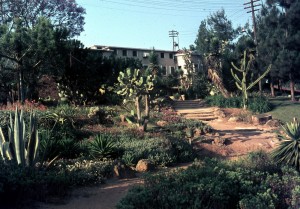 קקטוסים מתחת לחדר האוכל Givat-Aslide_563