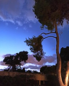 צילום: אלדד ורדי