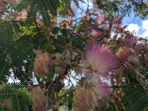 צילום: היידי עפרון