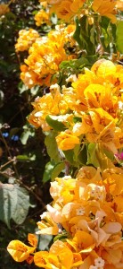 20200530_120829_HDR-1