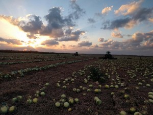 f5_אבטיחים צילם יוני אייל מנהל הגדש (3)