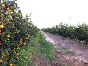 f5_חברים מצלמים גלעד אסטליין (12)