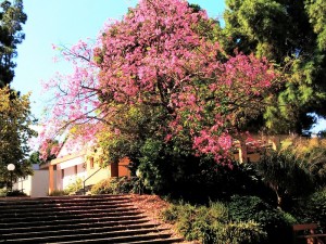 פריחה במדרגות בית וינה