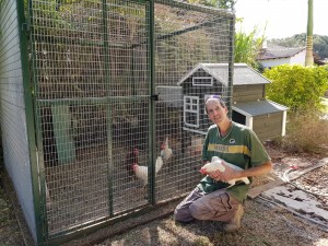 דויד שרון לול תרנגולות