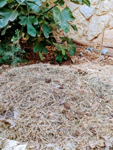 ערימה יבשה לכיסוי