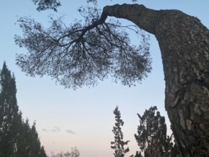 שירלי צ'רבנקה (12)
