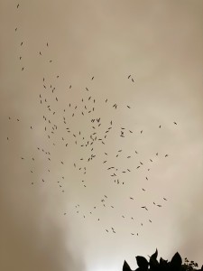 שירלי צ'רבנקה (30)