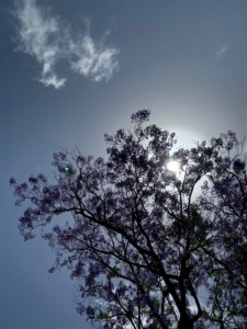 שירלי צ'רבנקה (41)