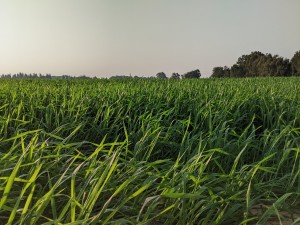 צילום: היידי עפרון