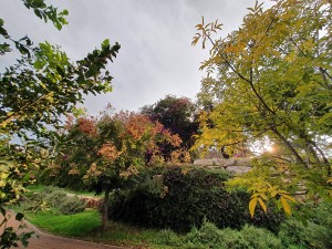 סתיו 2020 אמיר שילה (1)