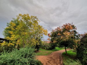 סתיו 2020 אמיר שילה (3)