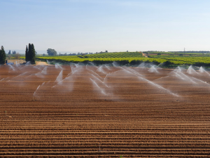 השקיית חורף 2021. צילום: יניב אברהמי