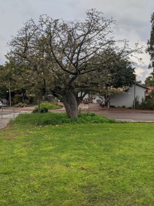 צילום: היידי עפרון