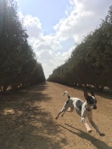 שרי סיון גינת כלבים