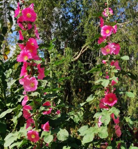 צילום: עדנה ארזי