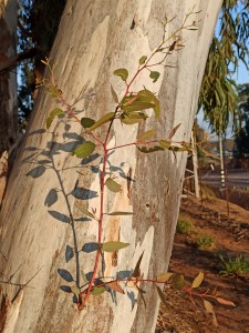 צילום: אלדד ורדי
