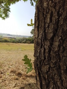 צילום: אלדד ורדי