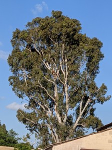 PXL_20210523_041502484