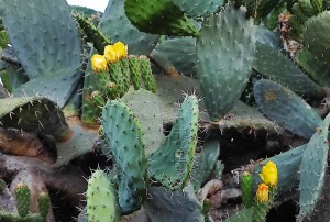 צילום: עדנה ארזי