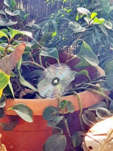 צילום: אביגייל קולייר