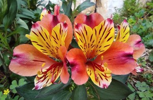 צילום: עדנה ארזי