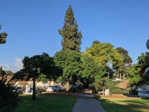 צילום: יוסי רום