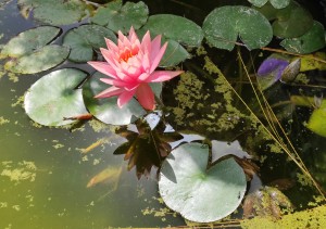 צילום: עדנה ארזי