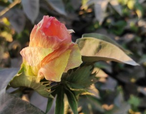 צילום: עדנה ארזי