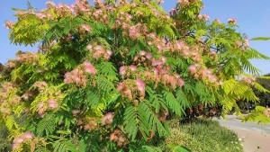 צילום: עדנה ארזי