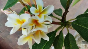 צילום: עדנה ארזי