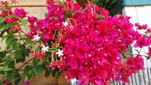 צילום: עדנה ארזי