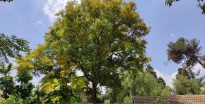 צילום: עדנה ארזי