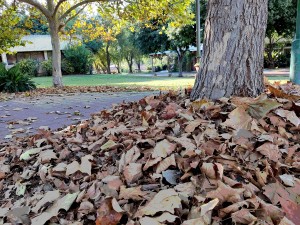 צילום: היידי עפרון