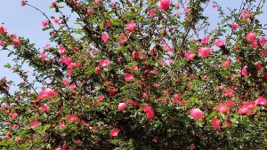 צילום: עדנה ארזי