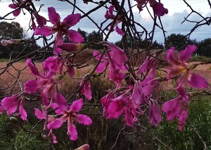 צילום: עדנה ארזי