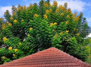 צילום: עדנה ארזי