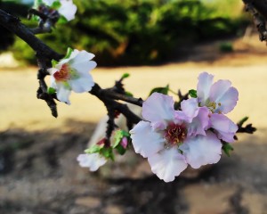 צילום: עדנה ארזי