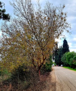צילום: ימימה גשן