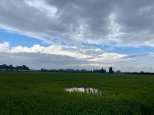 צילום: ליונל מייקלס