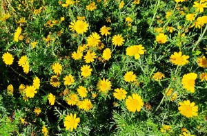 צילום: עדנה ארזי