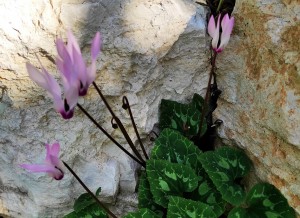 צילום: עדנה ארזי