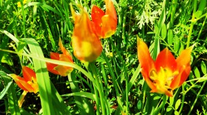 צילום: עדנה ארזי