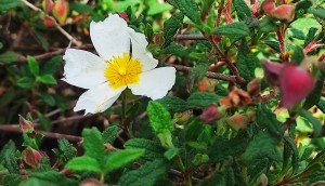 צילום: עדנה ארזי