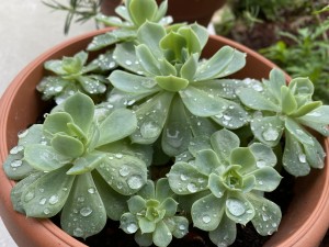 צילום: סמדר כרמל