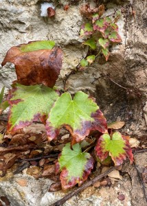 צילום: סמדר כרמל